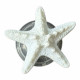 Popsocket « Marine Life » — Starfish